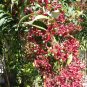 Tube Flower Clerodendrum indicum 20 Seeds
