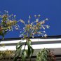 Tube Flower Clerodendrum indicum 20 Seeds