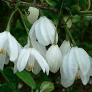Two-wing Silverbell Halesia diptera 10 Seeds Two-wing Silverbell Halesia diptera 10 Seeds
