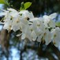 Two-wing Silverbell Halesia diptera 10 Seeds