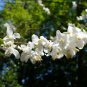 Two-wing Silverbell Halesia diptera 10 Seeds