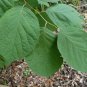 Two-wing Silverbell Halesia diptera 10 Seeds