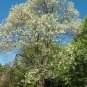 Two-wing Silverbell Halesia diptera 10 Seeds