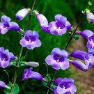 Large Flowered Penstemon Penstemon grandiflorus 300 Seeds Large Flowered Penstemon Penstemon grandiflorus 300 Seeds