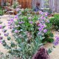 Large Flowered Penstemon Penstemon grandiflorus 300 Seeds