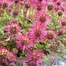 New Zealand Burr  75 Seeds  Acaena microphylla