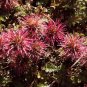 New Zealand Burr 75 Seeds Acaena microphylla