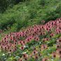 New Zealand Burr 75 Seeds Acaena microphylla