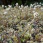 New Zealand Burr 75 Seeds Acaena microphylla