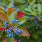 Possumhaw Viburnum 10 Seeds Viburnum nudum