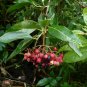 Possumhaw Viburnum 10 Seeds Viburnum nudum