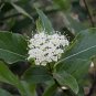 Possumhaw Viburnum 10 Seeds Viburnum nudum