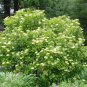 Possumhaw Viburnum 10 Seeds Viburnum nudum