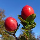 Natal Plum Carissa macrocarpa 20 Seeds