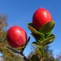 Natal Plum Carissa macrocarpa 20 Seeds