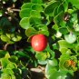 Natal Plum Carissa macrocarpa 20 Seeds