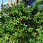 Natal Plum Carissa macrocarpa 20 Seeds