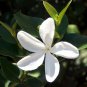 Natal Plum Carissa macrocarpa 20 Seeds