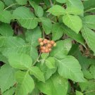 Fragrant Sumac 10 Seeds Rhus aromatica Fragrant Sumac 10 Seeds Rhus aromatica