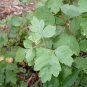 Fragrant Sumac 10 Seeds Rhus aromatica