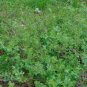 Fragrant Sumac 10 Seeds Rhus aromatica