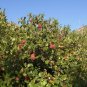 Fragrant Sumac 10 Seeds Rhus aromatica