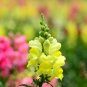 Snapdragon Mix 2000 Seeds Antirrhinum majus