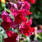 Snapdragon Mix 2000 Seeds Antirrhinum majus