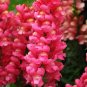 Snapdragon Mix 2000 Seeds Antirrhinum majus