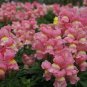 Snapdragon Mix 2000 Seeds Antirrhinum majus