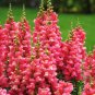 Snapdragon Mix 2000 Seeds Antirrhinum majus