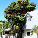 Octopus Tree Umbrella Tree Schefflera actinophylla 100 Seeds