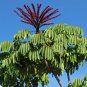 Octopus Tree Umbrella Tree Schefflera actinophylla 100 Seeds