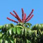 Octopus Tree Umbrella Tree Schefflera actinophylla 100 Seeds