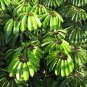 Octopus Tree Umbrella Tree Schefflera actinophylla 100 Seeds