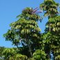Octopus Tree Umbrella Tree Schefflera actinophylla 100 Seeds