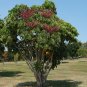 Octopus Tree Umbrella Tree Schefflera actinophylla 100 Seeds