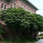Octopus Tree Umbrella Tree Schefflera actinophylla 100 Seeds