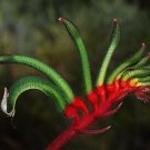 Red and Green Kangaroo Paw Anigozanthos manglesii 20 Seeds