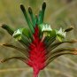 Red and Green Kangaroo Paw Anigozanthos manglesii 20 Seeds