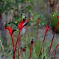 Red and Green Kangaroo Paw Anigozanthos manglesii 20 Seeds