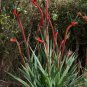 Red and Green Kangaroo Paw Anigozanthos manglesii 20 Seeds