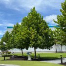 American Sycamore Moon Tree Platanus occidentalis 100 Seeds