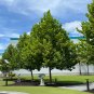 American Sycamore Moon Tree Platanus occidentalis 100 Seeds