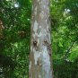 American Sycamore Moon Tree Platanus occidentalis 100 Seeds