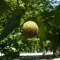 American Sycamore Moon Tree Platanus occidentalis 100 Seeds