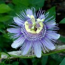 Wild Passion Flower Passiflora incarnata 10 Seeds Wild Passion Flower Passiflora incarnata 10 Seeds