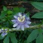 Wild Passion Flower Passiflora incarnata 10 Seeds