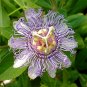 Wild Passion Flower Passiflora incarnata 10 Seeds