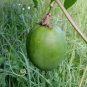Wild Passion Flower Passiflora incarnata 10 Seeds